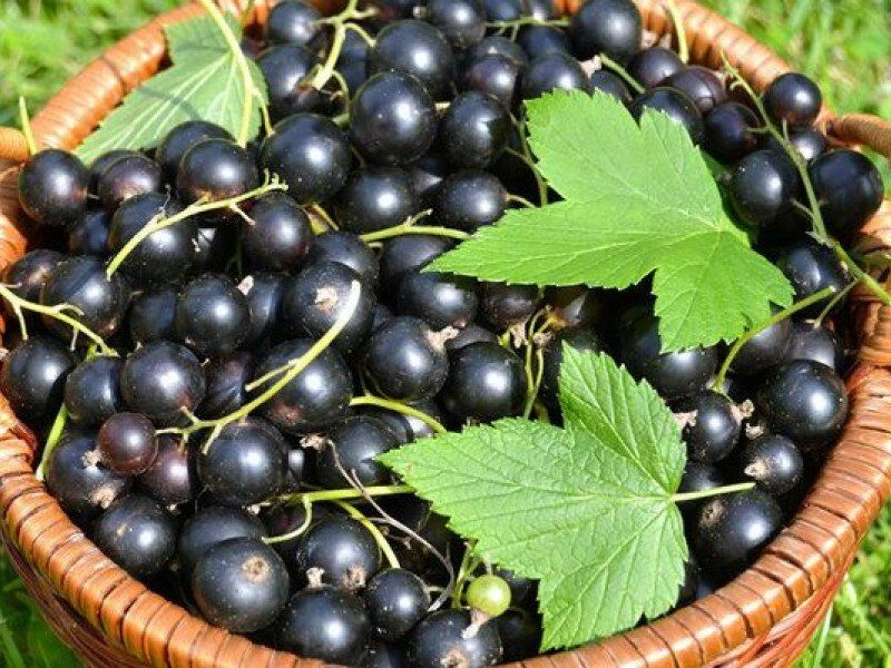 Смородина купить саженцы из питомника в Раменском