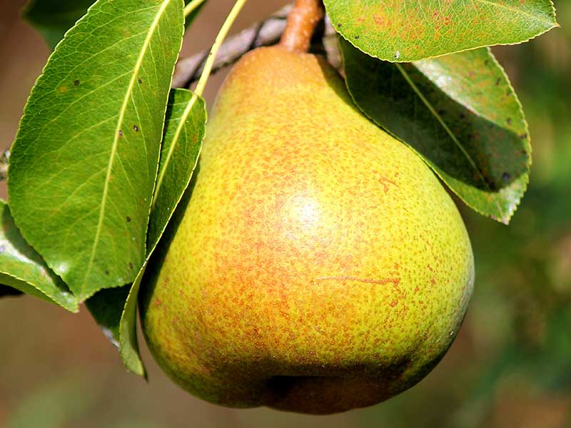 Груша купить саженцы из питомника в Раменском