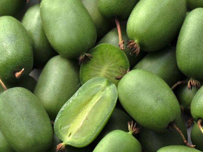 Актинидия купить саженцы из питомнике в Раменском