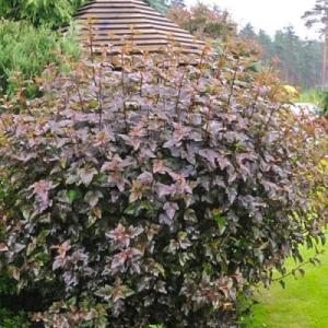Пузыреплодник "РЕД БАРОН" (стакан Р9)