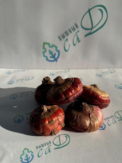 Гладиолус Адреналин (5 шт. луковиц в упаковке)