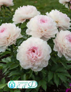 Пион "МАДАМ КАЛОТ"