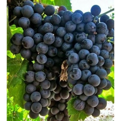 Виноград "КОНСУЛ"